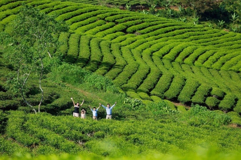 Đồi chè Cầu Đất Đà Lạt