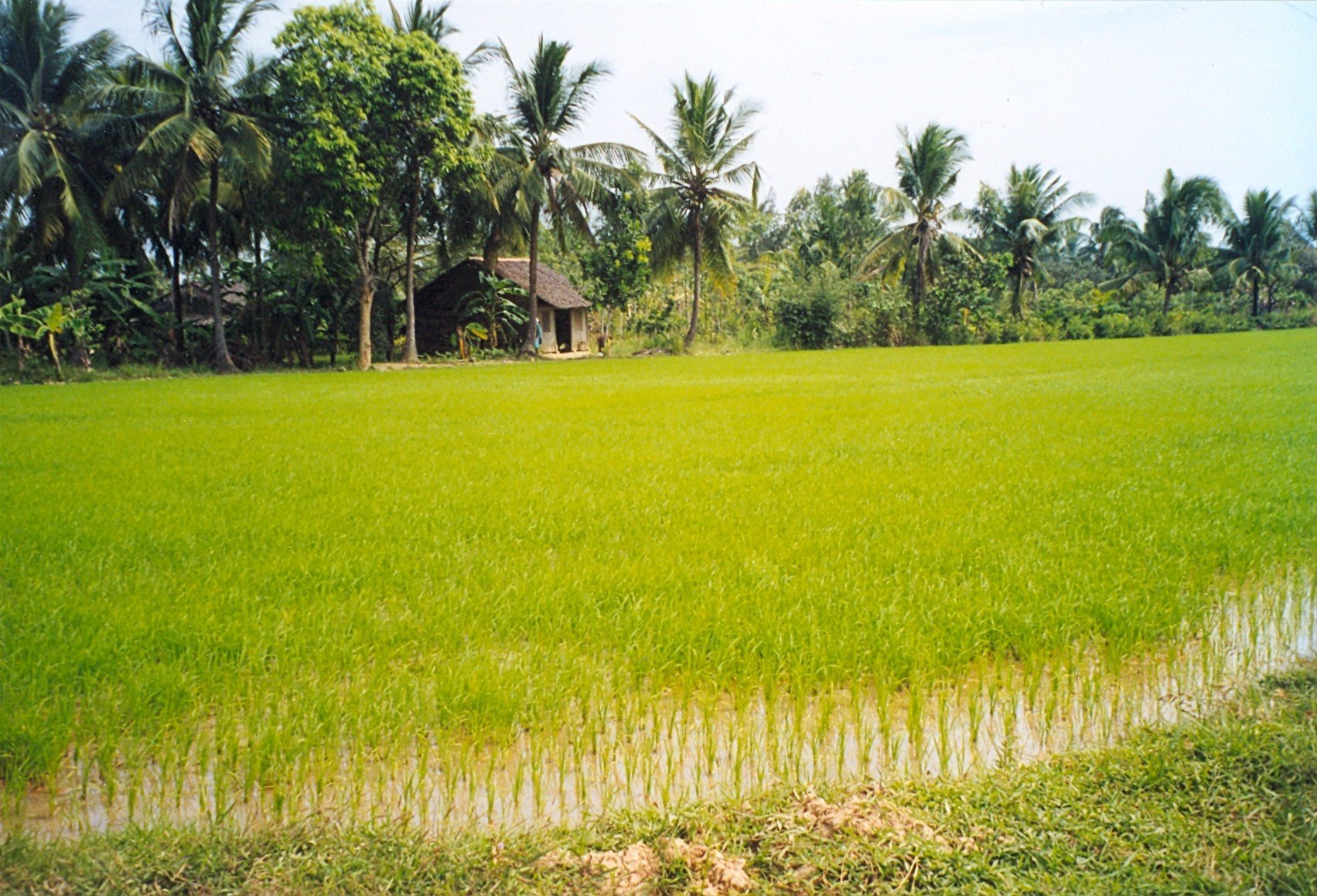 Huyện Chợ Lách, Bến Tre - gợi ý hành trình