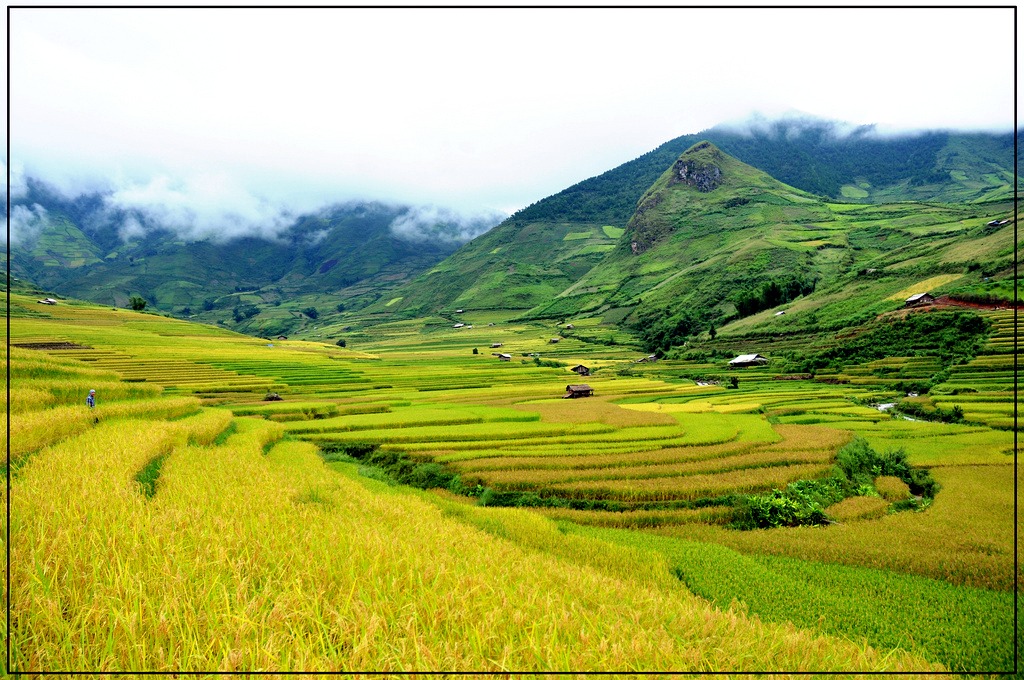 Bản Lìm Mông - bản H'Mông giữa ruộng bậc thang Mù Cang Chải