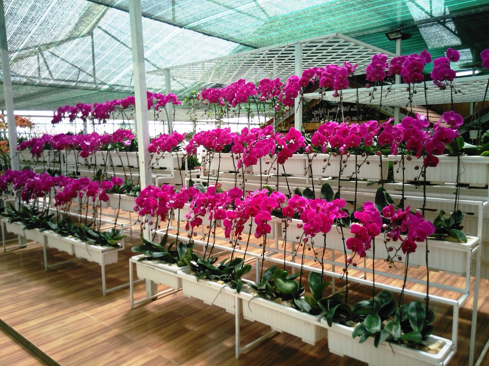 Giàn hoa lan hồng tím xếp tầng trong một nhà kính ở Đà Lạt.